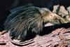 Cuban Solenodon (Solenodon cubanus) - Wiki