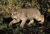 Canadian Lynx (Lynx canadensis) - Wiki
