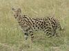 Serval (Leptailurus serval) - Wiki