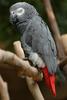 African Grey Parrot (Psittacus erithacus) - Wiki