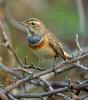 Bluethroat (Luscinia svecica) - Wiki