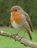 European Robin (Erithacus rubecula) - Wiki