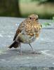 European Robin (Erithacus rubecula) - Juvenile