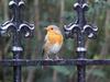 European Robin (Erithacus rubecula melophilus) - British subspecies