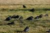 Brewer's Blackbird (Euphagus cyanocephalus) - Wiki