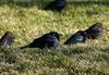 Brewer's Blackbird (Euphagus cyanocephalus)