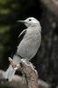 Clark's Nutcracker (Nucifraga columbiana) - Wiki