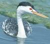 Clark's Grebe (Aechmophorus clarkii) - Wiki