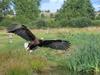 White-tailed Eagle (Haliaeetus albicilla) - Wiki