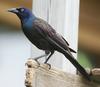 Common Grackle (Quiscalus quiscula) - Wiki