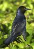 Boat-tailed Grackle (Quiscalus major) - Wiki