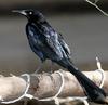 Great-tailed Grackle (Quiscalus mexicanus) - Wiki