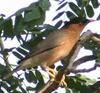 Brahminy Starling (Sturnus pagodarum) - Wiki