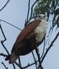 Brahminy Kite (Haliastur indus) - Wiki