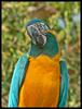 Blue-throated Macaw (Ara glaucogularis) - Wiki