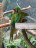 Military Macaw (Ara militaris) - Wiki