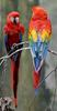 Scarlet Macaw (Ara macao) - Wiki