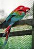 Red-and-green Macaw (Ara chloroptera) - Wiki