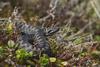 Common Adder (Vipera berus) - Wiki