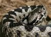 Long-nosed Viper (Vipera ammodytes) - Wiki