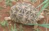 Indian Star Tortoise (Geochelone elegans) - Wiki