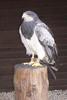 Black-chested Buzzard-eagle (Geranoaetus melanoleucus) - Wiki