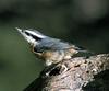 Red-breasted Nuthatch (Sitta canadensis) - Wiki