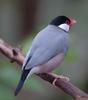 Java Sparrow (Padda oryzivora) - Wiki