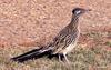 Greater Roadrunner (Geococcyx californianus) - Wiki