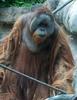 Bornean Orangutan (Pongo pygmaeus) - Wiki