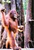 Orangutan (Pongo sp.) - Wiki
