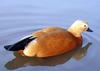 Ruddy Shelduck (Tadorna ferruginea) - Wiki