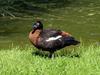 Australian Shelduck (Tadorna tadornoides) - Wiki