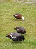 Paradise Shelduck (Tadorna variegata) - Wiki