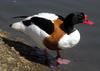 Common Shelduck (Tadorna tadorna) - Wiki