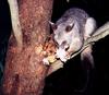 Blossom Possum