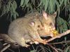 Common Brushtail Possum (Trichosurus vulpecula) - Wiki