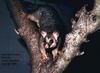 Common Brushtail Possum (Trichosurus vulpecula)