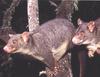 Common Brushtail Possum (Trichosurus vulpecula)