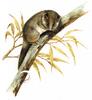 Common Ringtail Possum (Pseudocheirus peregrinus) - Wiki