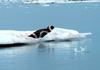 Ribbon Seal (Phoca fasciata) - Wiki