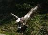 Himalayan Griffon Vulture (Gyps himalayensis) - Wiki