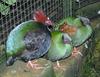 Crested Wood Partridge (Rollulus rouloul) - Wiki