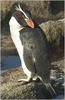 Snares Penguin (Eudyptes robustus) - Wiki