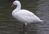 Coscoroba Swan (Coscoroba coscoroba) - Wiki