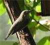 Oriental White-eye (Zosterops palpebrosus) - Wiki