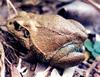 Giant Frog (Cyclorana australis) - Wiki