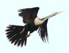 American Darter (Anhinga anhinga) - Wiki