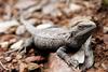 Eastern Bearded Dragon (Pogona barbata) - Wiki