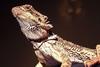 Bearded Dragon (Pogona sp.) - Wiki